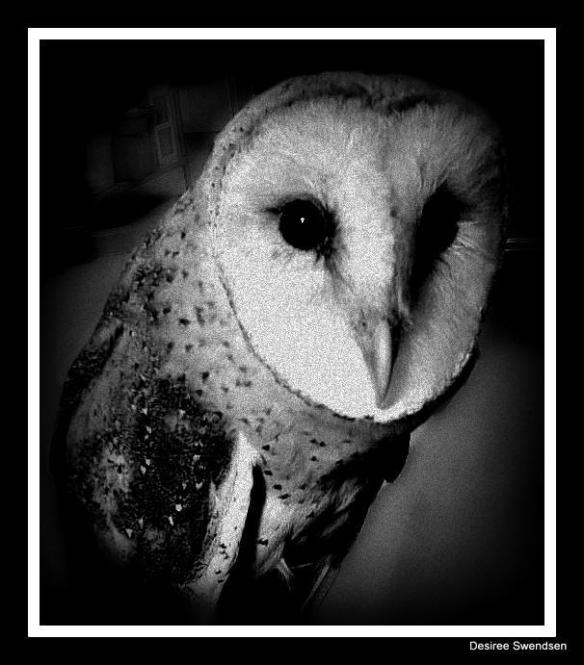 Millie the Barn Owl